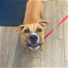 adoptable Dog in rowlett, TX named Biscuit