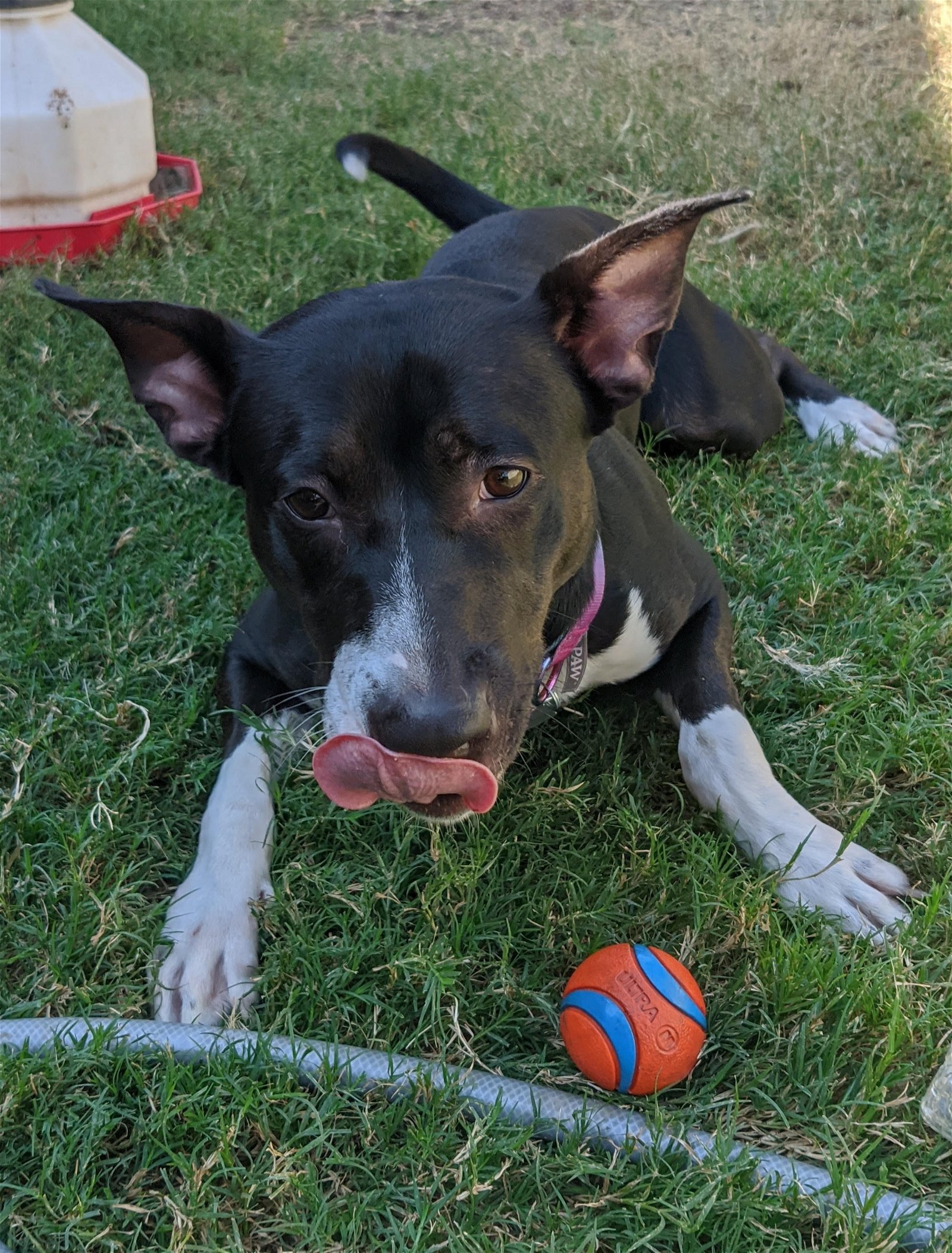 adoptable Dog in Rowlett, TX named Harley