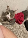 adoptable Cat in rowlett, TX named Selena