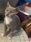 adoptable Cat in rowlett, TX named Buddy, Hazel, Eddie