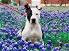 adoptable Dog in rowlett, TX named Zulu