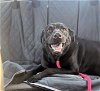 adoptable Dog in rowlett, TX named Blade