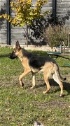 adoptable Dog in rowlett, TX named Akira