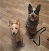 adoptable Dog in rowlett, TX named Rubies