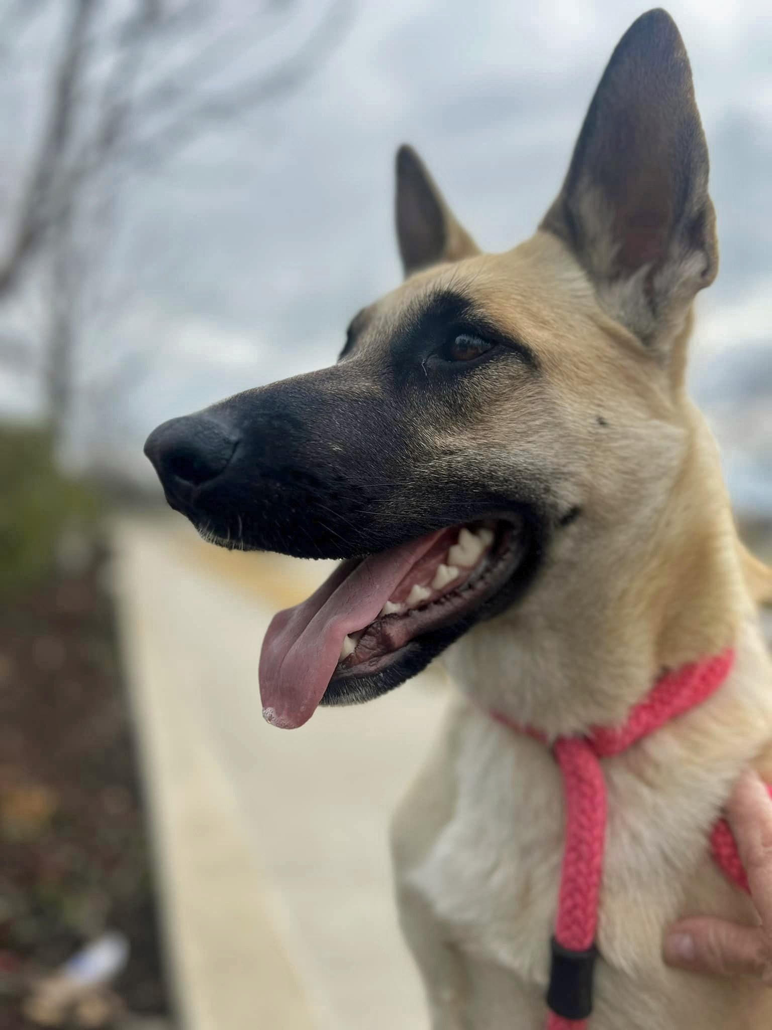 adoptable Dog in Rowlett, TX named Cherry