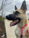 adoptable Dog in rowlett, TX named Cherry