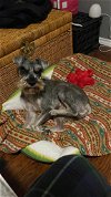adoptable Dog in rowlett, TX named Pancho