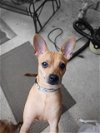 adoptable Dog in rowlett, TX named Pumpkin