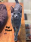 adoptable Cat in rowlett, TX named Piper