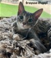 adoptable Cat in rowlett, TX named Poppy
