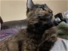 adoptable Cat in rowlett, TX named Brindle
