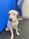 adoptable Dog in rowlett, TX named Rickey