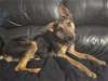 adoptable Dog in rowlett, TX named Saki