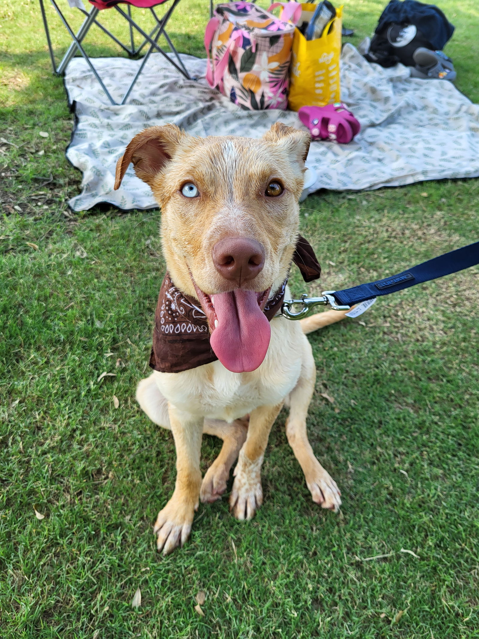 adoptable Dog in Rowlett, TX named Sandy