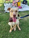 adoptable Dog in rowlett, TX named Sandy
