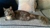 adoptable Cat in rowlett, TX named Maruchan