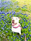adoptable Dog in rowlett, TX named Starburst