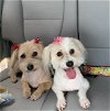 adoptable Dog in  named April and Avery