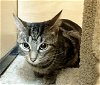 adoptable Cat in rowlett, TX named Sophie