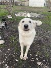 adoptable Dog in rowlett, TX named Casper