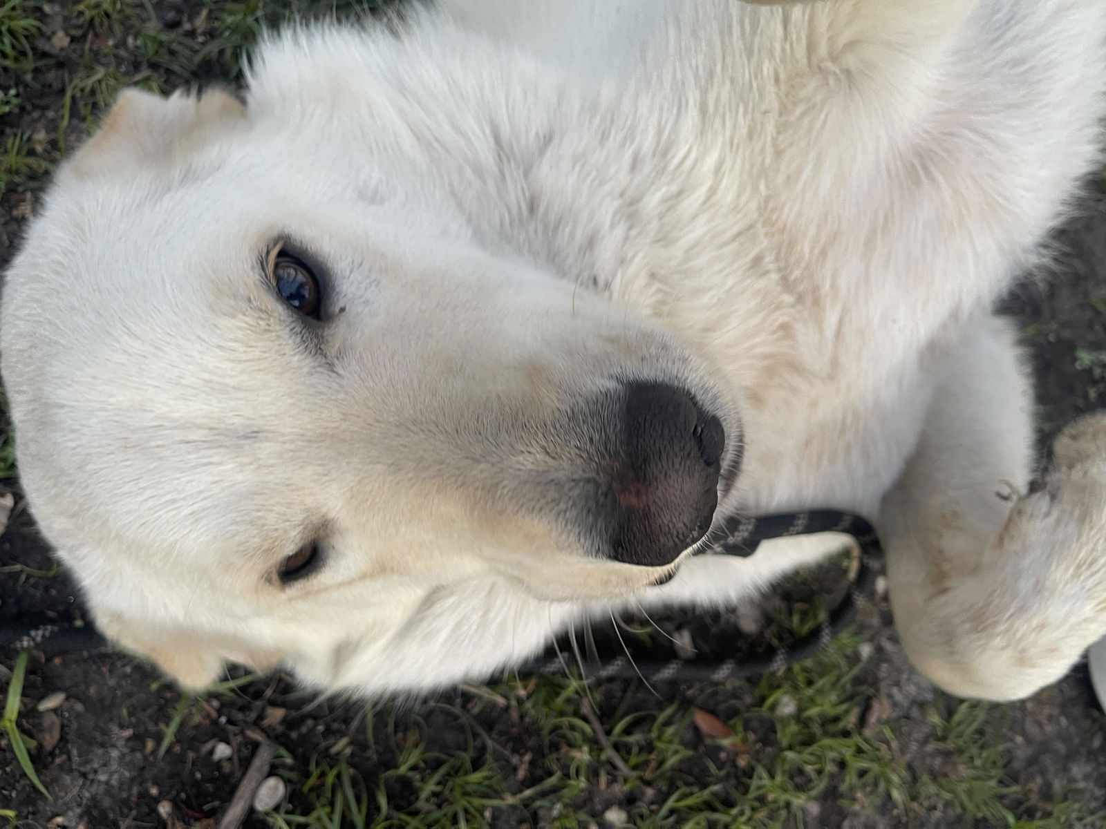 Dog for Adoption - Casper, a Great Pyrenees in Richland Hills, TX ...