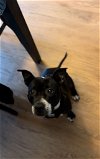 adoptable Dog in rowlett, TX named Shannon