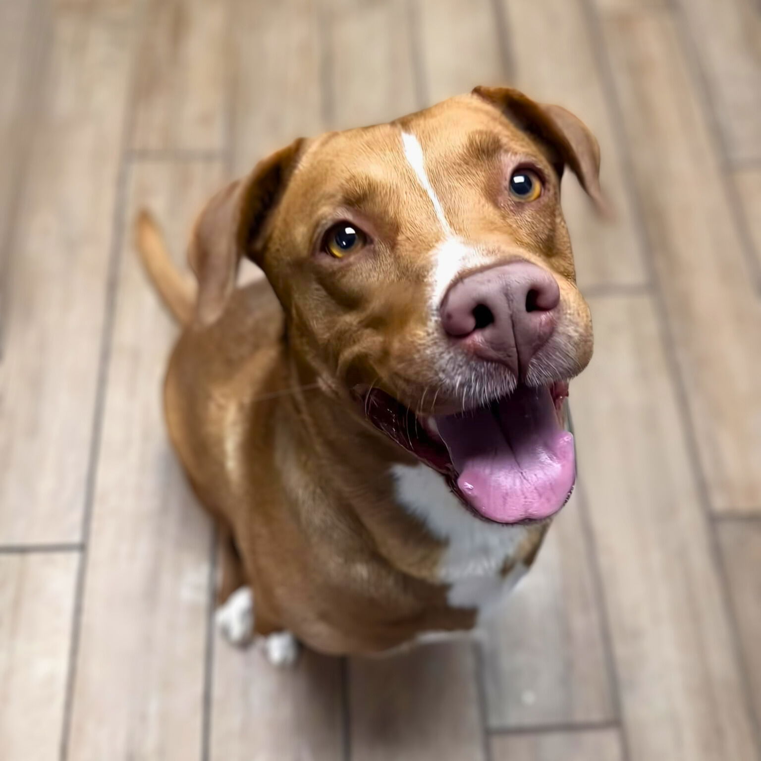 adoptable Dog in Rowlett, TX named Maui