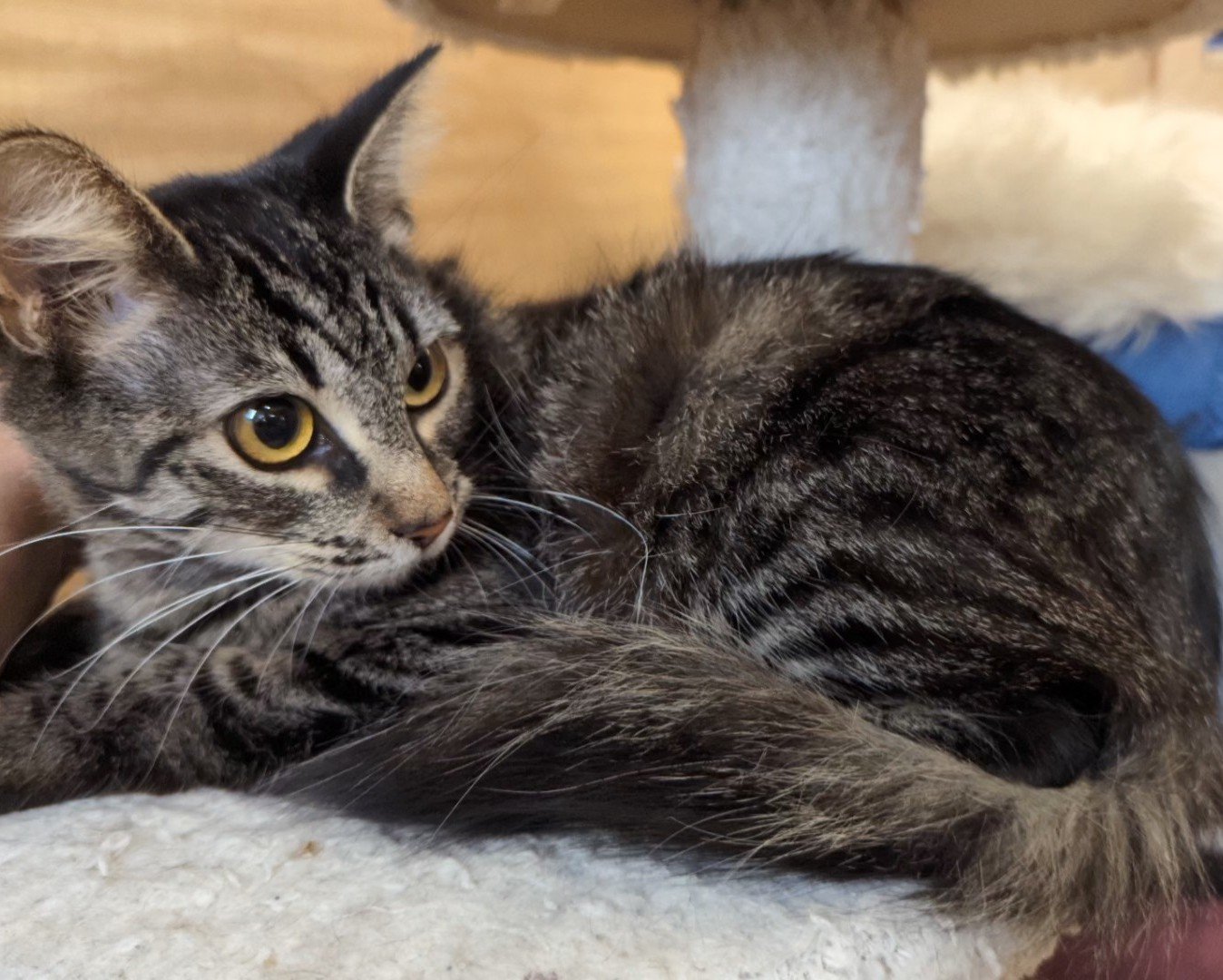 adoptable Cat in Rowlett, TX named Dashy