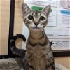adoptable Cat in  named Babe