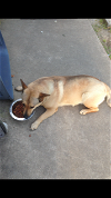 adoptable Dog in rowlett, TX named Sadie