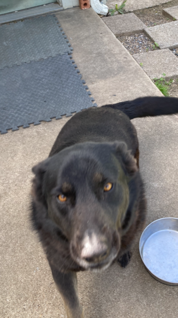 adoptable Dog in Rowlett, TX named Kayla