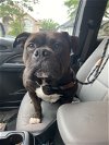 adoptable Dog in rowlett, TX named Mochi