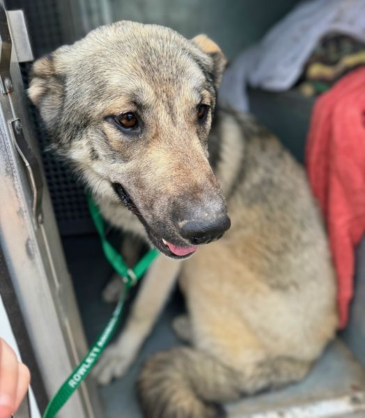 Dog adoption in Rowlett, TX 75088 Unknown breed Dog "Allie"