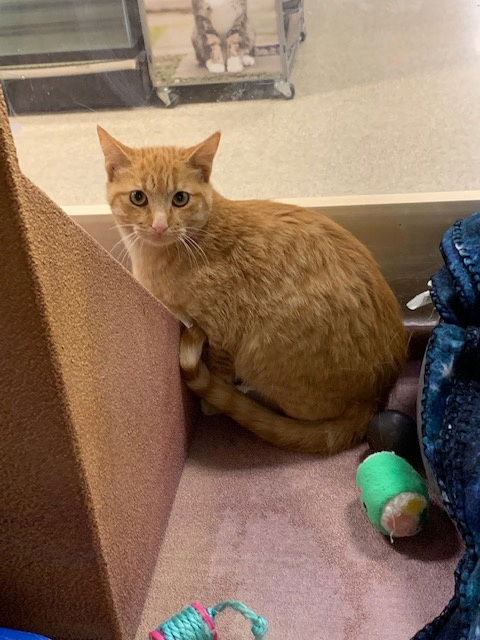 adoptable Cat in Rowlett, TX named Orange Juice