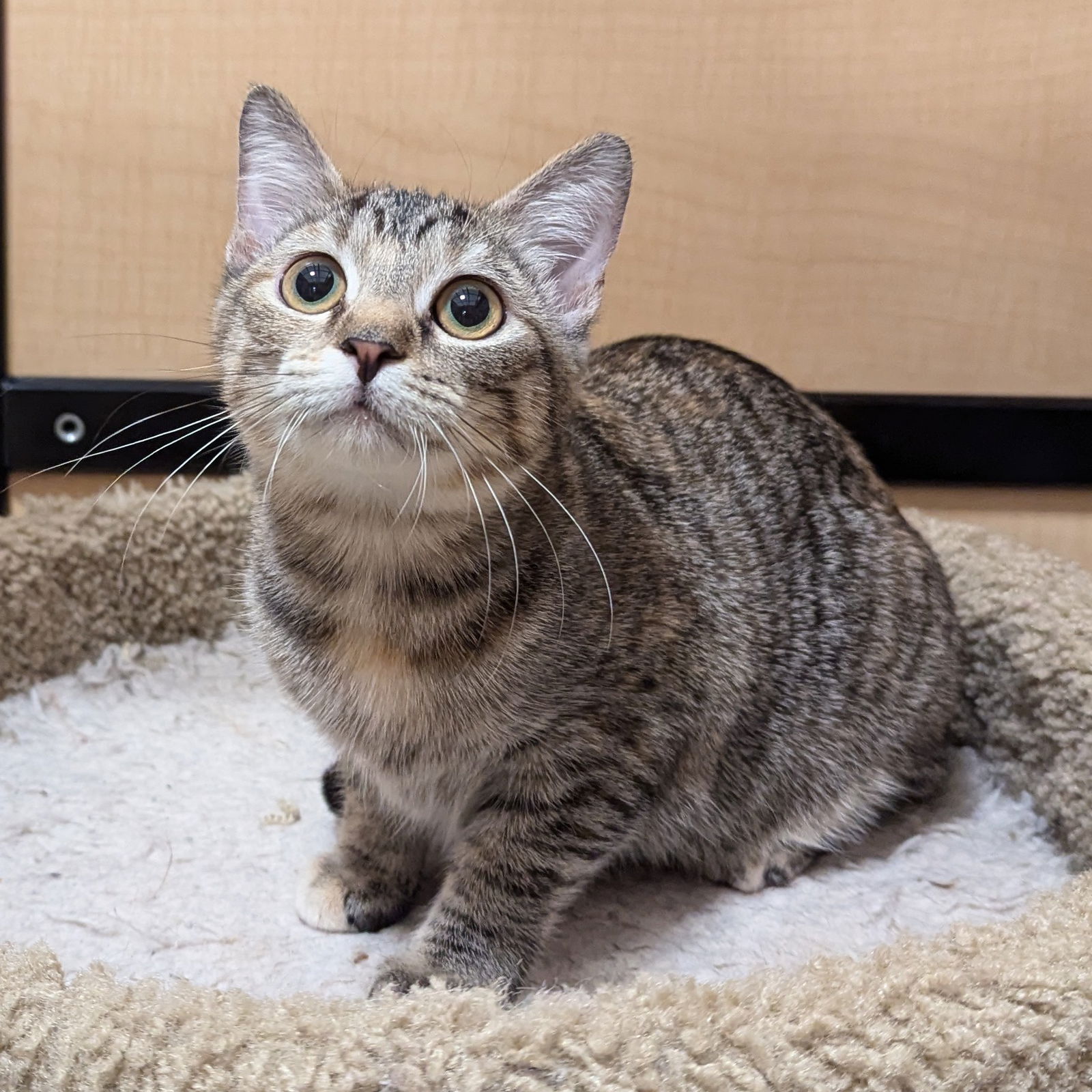 adoptable Cat in Rowlett, TX named Rye