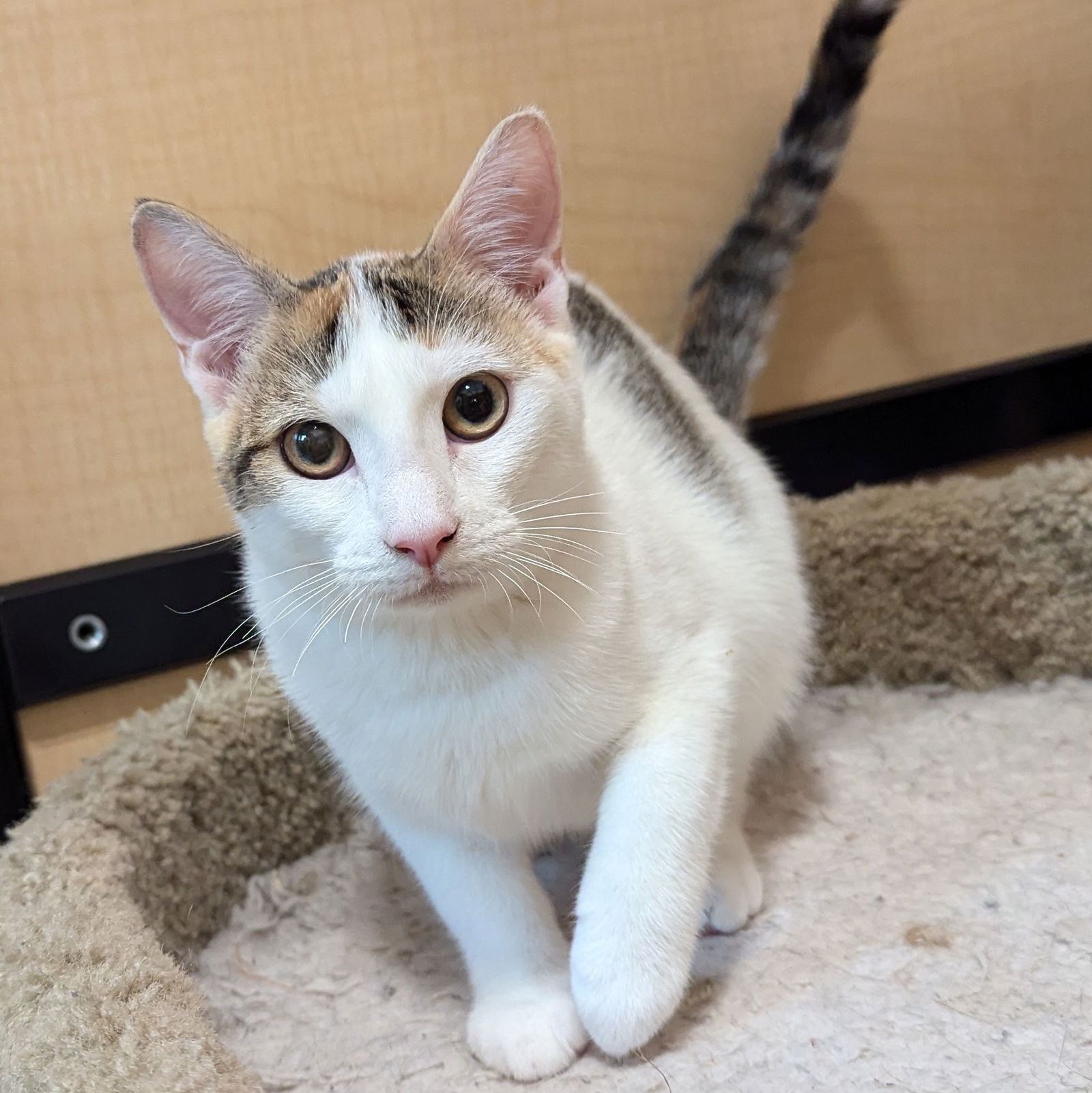 adoptable Cat in Rowlett, TX named Banana