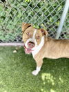 adoptable Dog in  named Jewel
