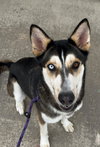 Sitka - Photo 6