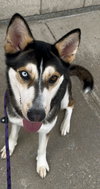 Sitka - Photo 7