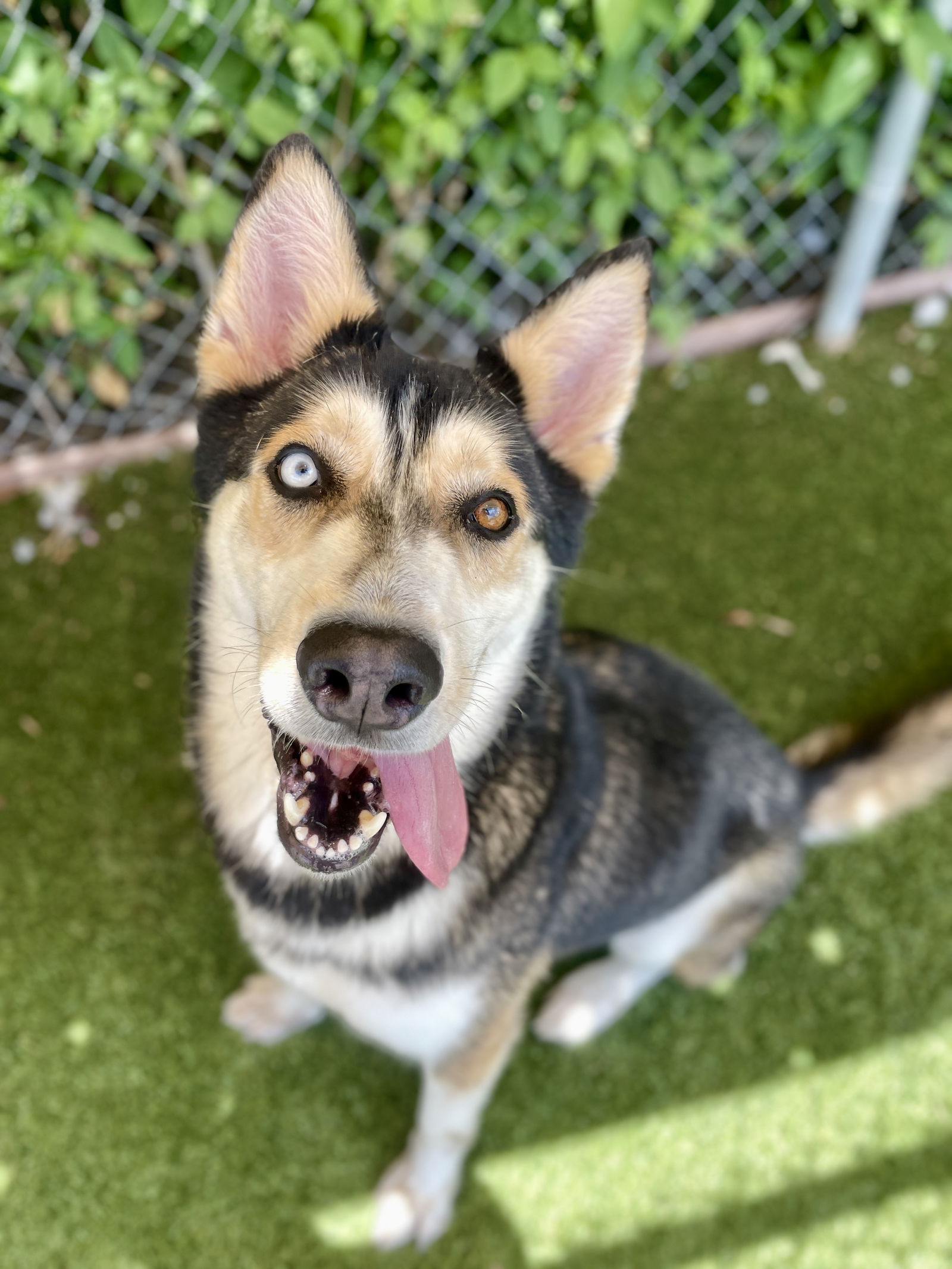 adoptable Dog in Rowlett, TX named Sitka