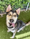 adoptable Dog in  named Sitka