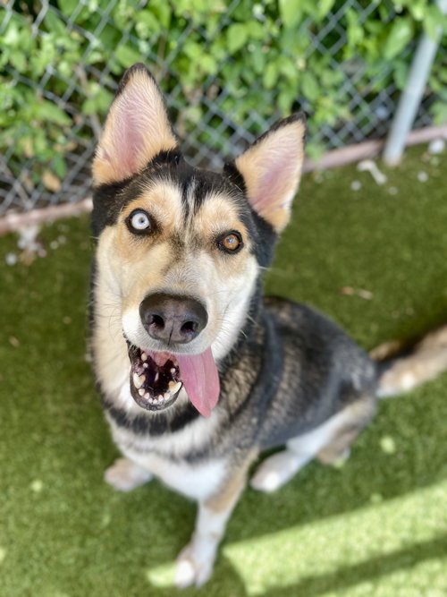SITKA - Unknown available for adoption