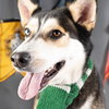 Sitka - Photo 4