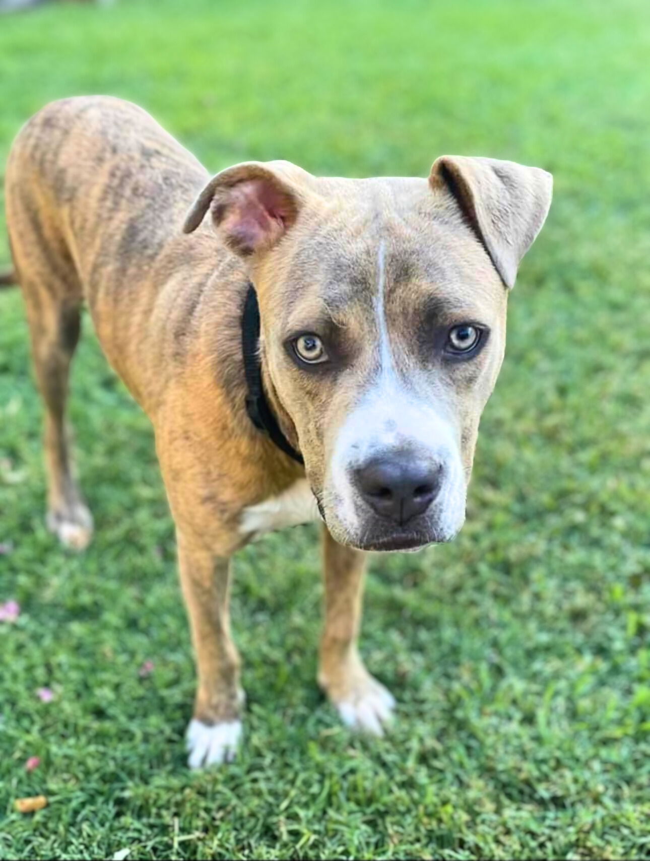 adoptable Dog in Rowlett, TX named Pickles