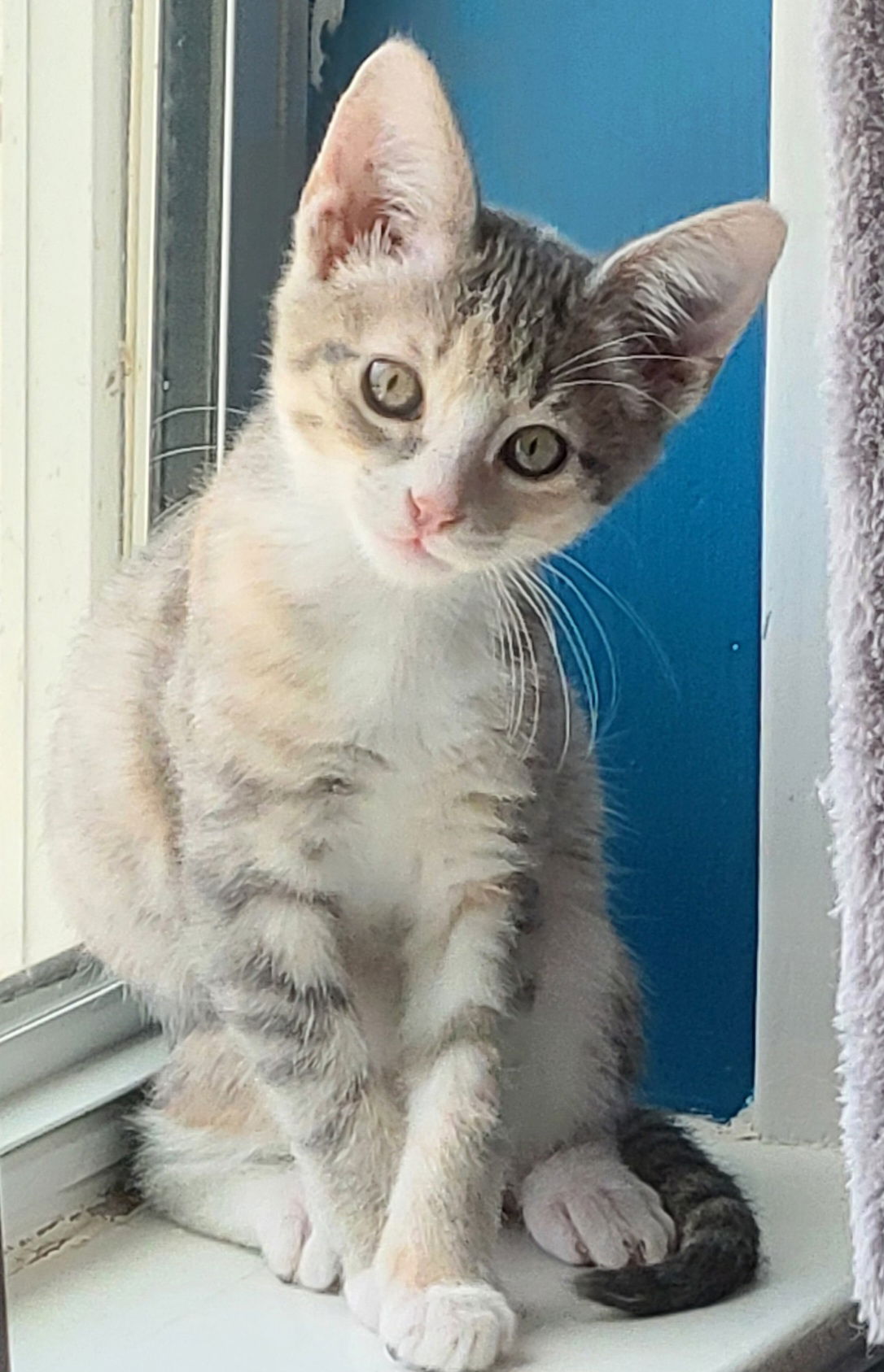 adoptable Cat in Rockwall, TX named Blue