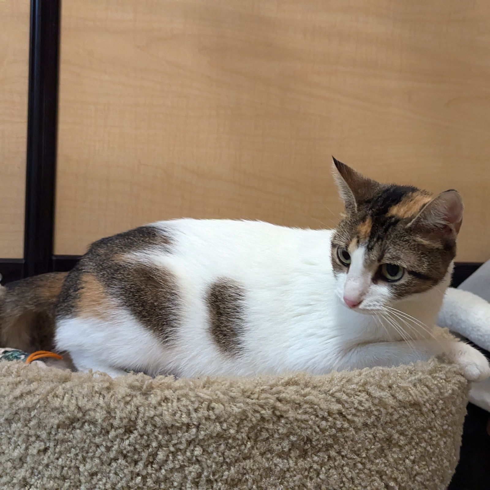 adoptable Cat in Rockwall, TX named Beba