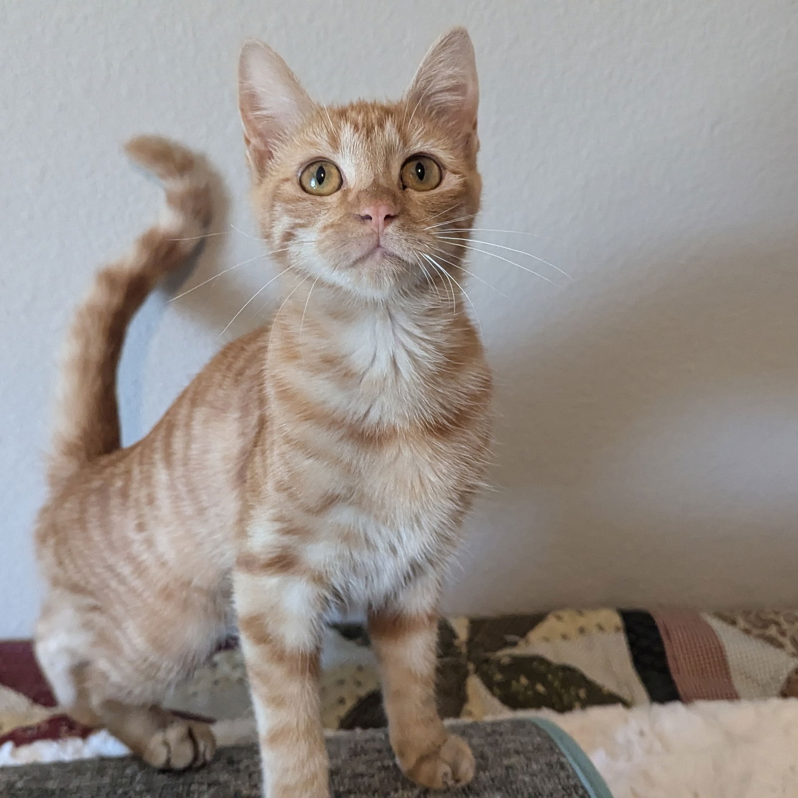 adoptable Cat in Rockwall, TX named Splash