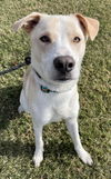 adoptable Dog in Rowlett, TX named Ghost