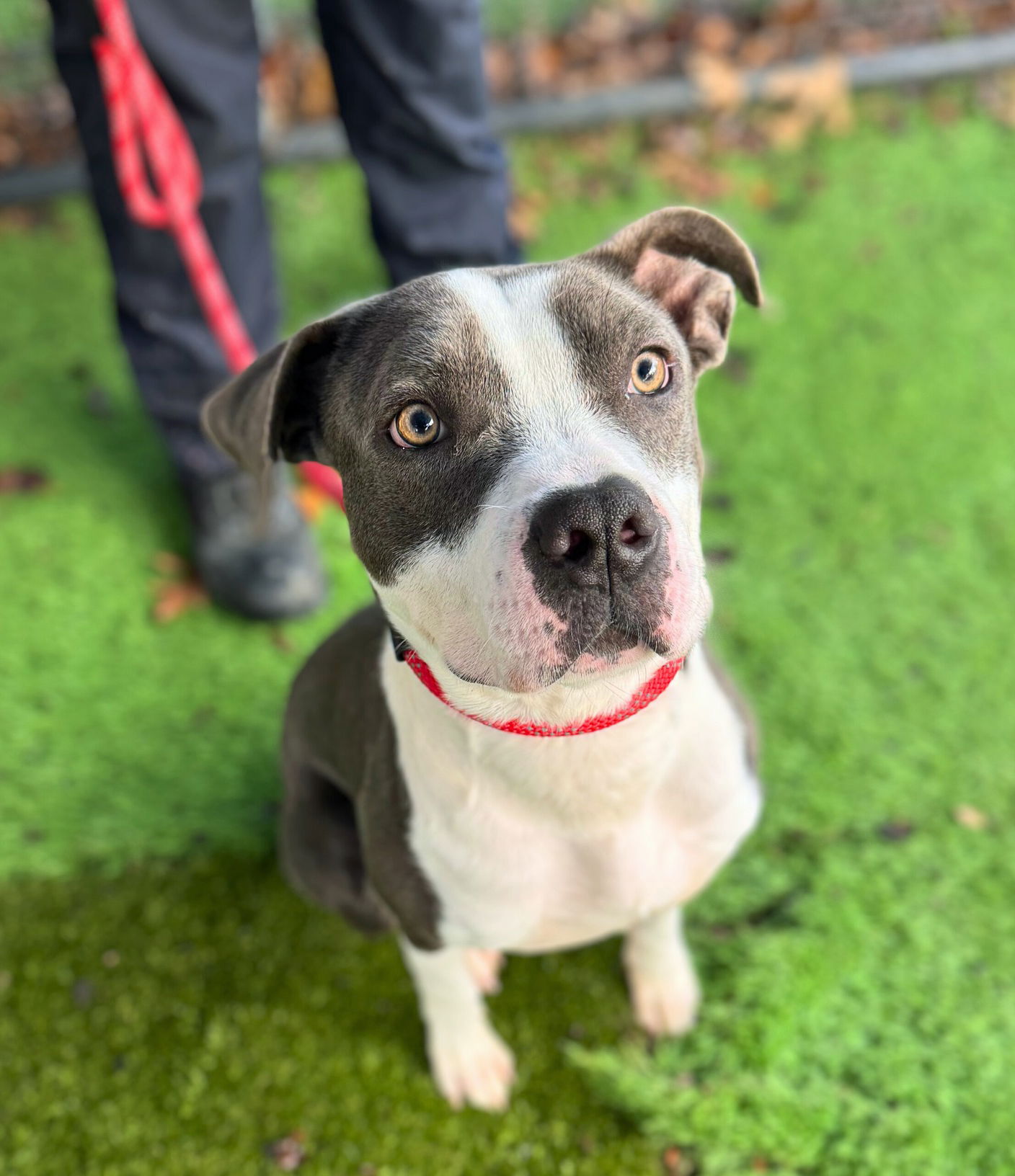adoptable Dog in Rowlett, TX named Baloo