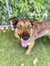 adoptable Dog in  named Debbie